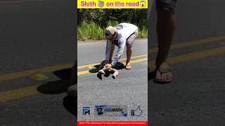 Sloth 🦥 on the road 😱shorts [upl. by Suired]