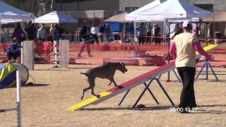 Weimaraner Agility Cassi [upl. by Donnell]