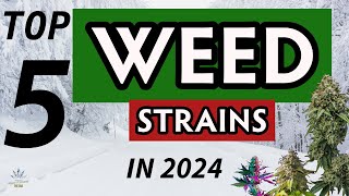 TOP 5 Weed Strains You Cant Miss in 2024 [upl. by Stetson]