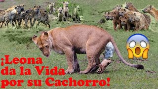 ¡Cachorro de León Nace en Territorio de las Hienas  Hienas Atacan [upl. by Irving475]