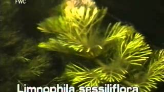 How to identify Limnophila Limnophila sessiliflora [upl. by Greenberg]