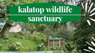 Kalatop wildlife sanctuary ❤️ Best location near Dalhousie ❤️‍🔥 [upl. by Politi]