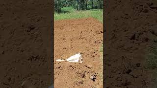 Suasana di kebun kacang koro bogor dan cara menanam kacang koronya seperti apa [upl. by Shenan]