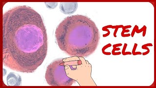 Stem Cells  Classification and Morphology [upl. by Shirl]