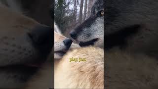 Wolves have annoying brothers too animal wildlife [upl. by Bathilda]