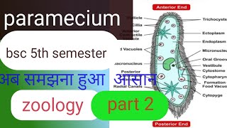 parameciumbsc 5th semester parameciumparamecium physiology and reproduction paramecium param [upl. by Ecnarolf772]