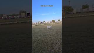 My Pyrenees puppy ignores a Bicyclist [upl. by Encratis91]