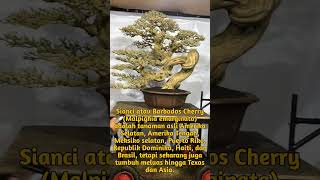 Sianci atau Barbados Cherry Malpighia emarginata shorts short shortvideo shortsvideo bonsai [upl. by Etiam]