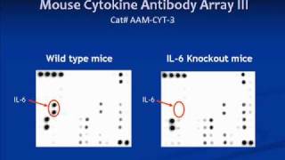 RayBiotech Product Overviewwmv [upl. by Clovah]