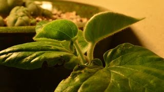 Hawaiian Baby Woodrose TimeLapse [upl. by Eltsyrk]