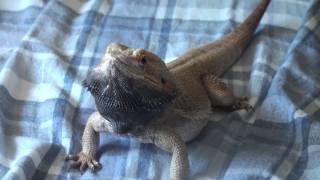 Bearded Dragon  Head Bobbing [upl. by Ecadnac470]