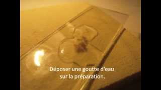 Dissection de lasticot pour voir les trachées dun insecte [upl. by Shyamal]