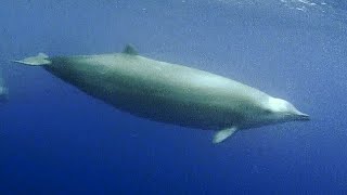 Facts Trues Beaked Whale [upl. by Zoltai]