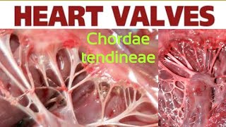 Chordae Tendineae [upl. by Kolivas]