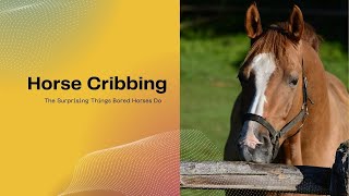 Horse Cribbing Beyond the Habit [upl. by Uzzi]