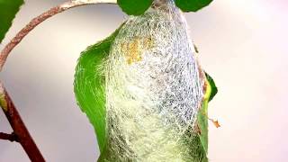 Timelapse ATLAS MOTH spinning a cocoon  Attacus atlas [upl. by Aitram]