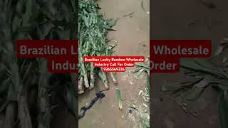 Brazilian lucky wood BrazilwoodBrazilian Lucky PlantBrazilian Lucky Wood Plant Care In Hindi [upl. by Ianteen]