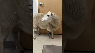 Rescued sheep gets a new prosthetic leg [upl. by Ziegler]