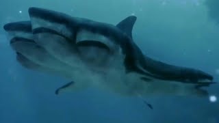 5Headed Shark Attack 2017  5 Headed Shark Screen Time [upl. by Poore]