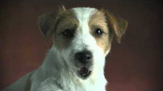 Bayer Advantage Talking Dog TVC [upl. by Eimak]