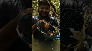 Crab Master crabcatching crab fishing chimbori mudcrab fishingvideo [upl. by Shaff]