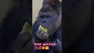 Gint gorilla 🦍🦧🐵😂short viral trending wildlife gorillatag gorilla animals ytshorts [upl. by Yerrot126]