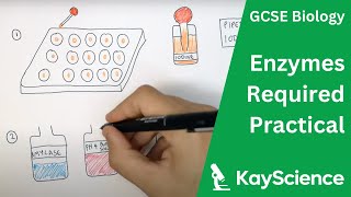 Enzymes Required Practical  GCSE Biology  kaysciencecom [upl. by Farrison500]