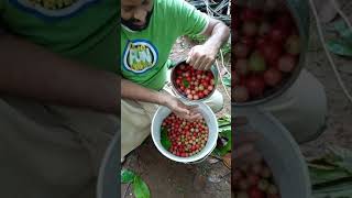 Flacourtia jangomas ലൂബിക്ക ഇംഗ്ലീഷ് Indian coffee plum എന്നു പറയുന്ന Flacourtia jangomas [upl. by Krishna]