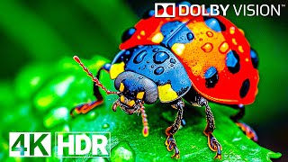 Most Relaxing 4K Video Ever  4K HDR 120fps Dolby Vision [upl. by Mintz]