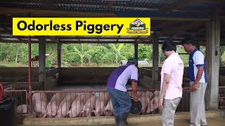 FeedproTV Odorless Cemented Piggery [upl. by Phip]