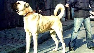 Turkish Dog Kangal Türk Çoban köpeği Kangal [upl. by Dirfliw]