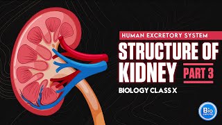 Structure of Kidney  Excretory System Part 3  Biology Class X [upl. by Zeitler]