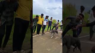 dog race  माया  dog race greyhound trending youtubeshorts [upl. by Gabrielson]