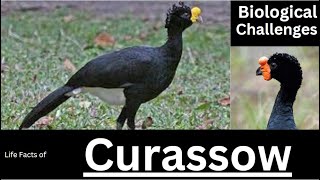 Curassow [upl. by Assital373]