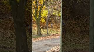 Whitetailed Deer along the street [upl. by Cynthia531]