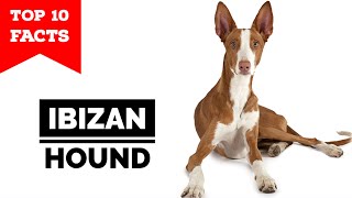 Ibizan Hound  Top 10 Facts [upl. by Atena]