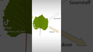 Assimilation amp Dissimilation einfach erklärt biologie schule abitur lehrer [upl. by Adnovoj]