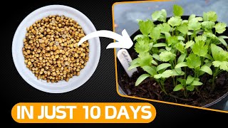 Magical Way to Grow Coriander in Just 10 Days [upl. by Nywnorb]