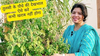 तुलसी का पौधा कभी खराब नहीं होगा रखे इन बातों का ध्यान  How To Grow and Care Tulsi Plant tulsi [upl. by Yup]