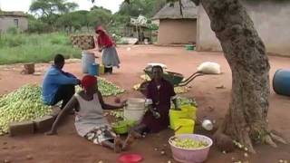 Marula Harvest  Limpopo  South Africa [upl. by Einnaj]