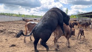 UÇAN BOĞA HERKÜL DOĞAL YOL İLE İNEK TOHUMLAMA COW SEEDİNG BY NATUREL WAY 👍👍👍 [upl. by Arob]