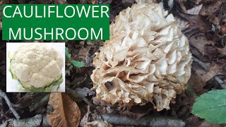 Cauliflower mushroom Sparassis spathulata [upl. by Aiza]