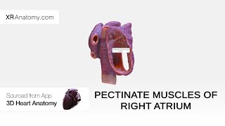 Pectinate muscles of right atrium [upl. by Rramel263]