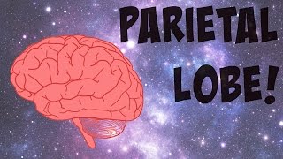 The Parietal Lobe Explained [upl. by Ut]