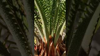 Cycas revoluta Palmfarn mit neuen Palmwedeln Palm Farn Urzeit Pflanze im Garten auf der Terrasse [upl. by Eenehs]