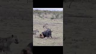 Spotted Hyenas Eating This Blue Wildebeest Alive [upl. by Ettevad]