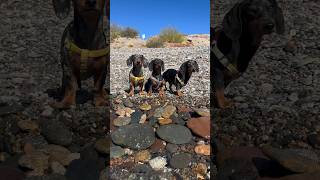 Perdidos en el Mar 🐶🛟🏴‍☠️ [upl. by Ansell]