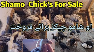 Japanese O Shamo Chicks in Pakistan  Shamo Chicks For sale  Shamo Breeder Farm in Pakistan [upl. by Nylkoorb]