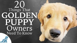 Golden Retriever Puppy First Week Home  Professional Dog Training Tips [upl. by Argyle84]