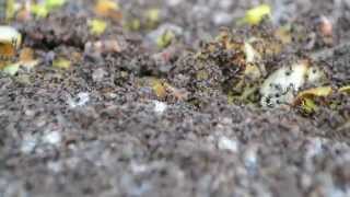 Incredible Pavement Ant Territory Battle [upl. by Haggerty]